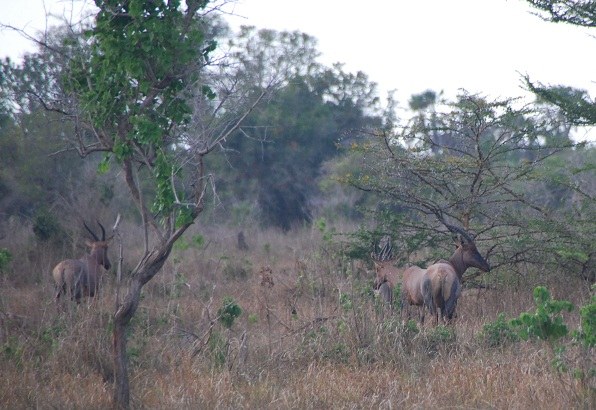 Diani-Chale & Kisite Mpunguti National Marine Reserves, Dodori National Reserve, Kiunga Marine National Reserve, Ol Donyo Sabuk National Park（国家公园 / 保护区 / Safari）-非行家旅行-Africa Wild Wander