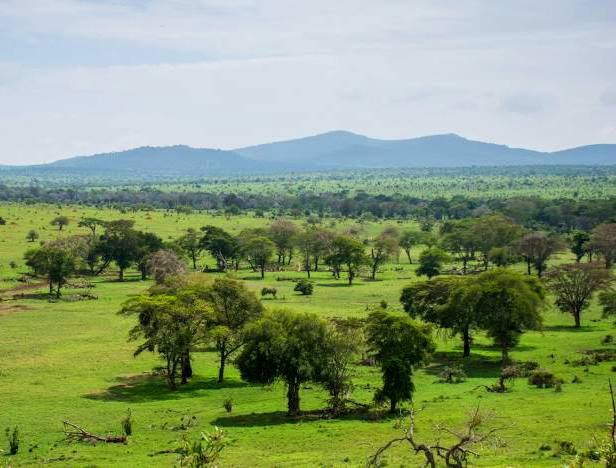 Taita Hills（泰塔山）-非行家旅行-Africa Wild Wander