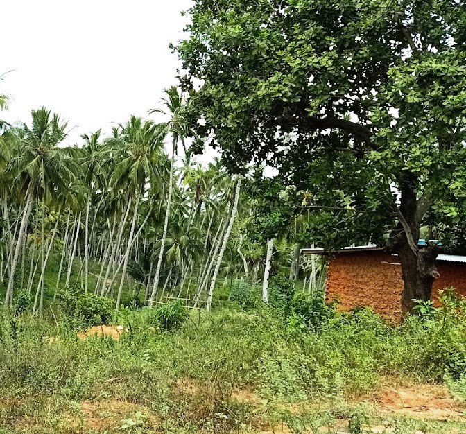 Sacred Kaya Forests(历史遗产 / 博物馆)-非行家旅行-Africa Wild Wander