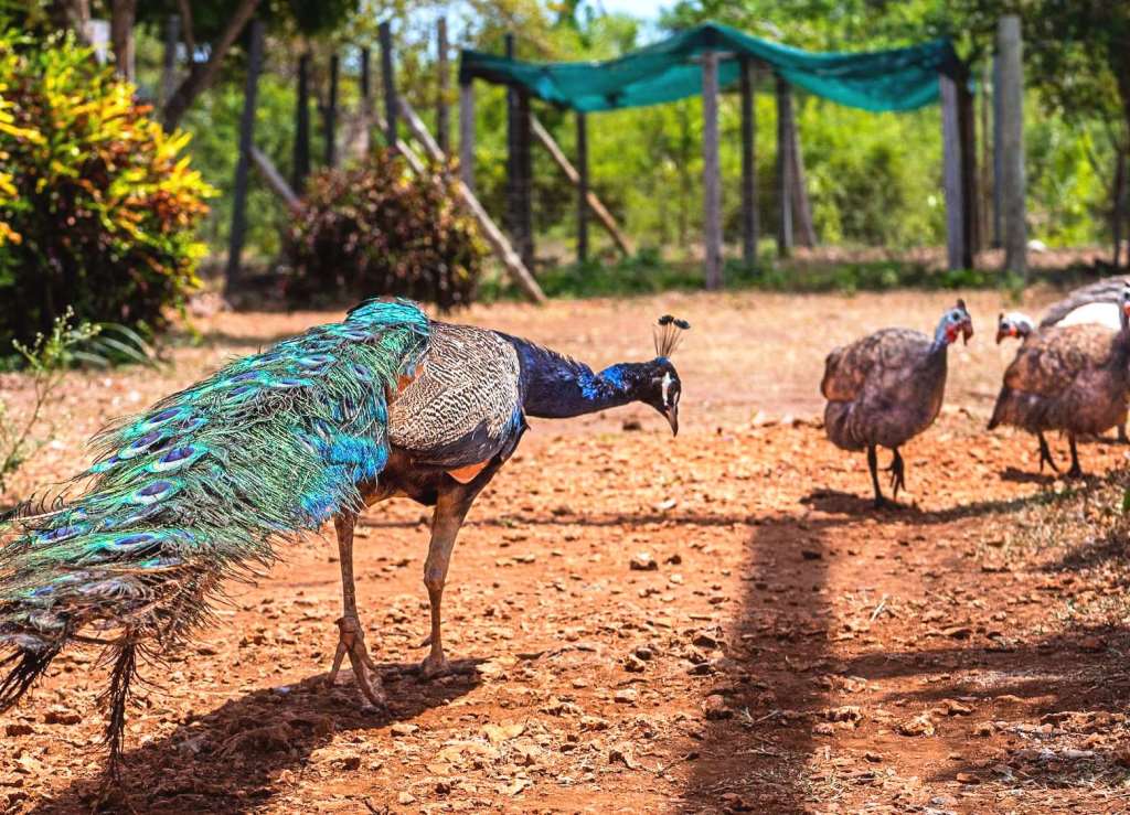 Bora Bora Wildlife Park（保护区 / 野生动物）-非行家旅行-Africa Wild Wander