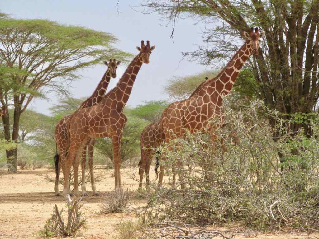 Bour-Algi Giraffe Sanctuary（国家公园 / 保护区 / Safari）-非行家旅行-Africa Wild Wander