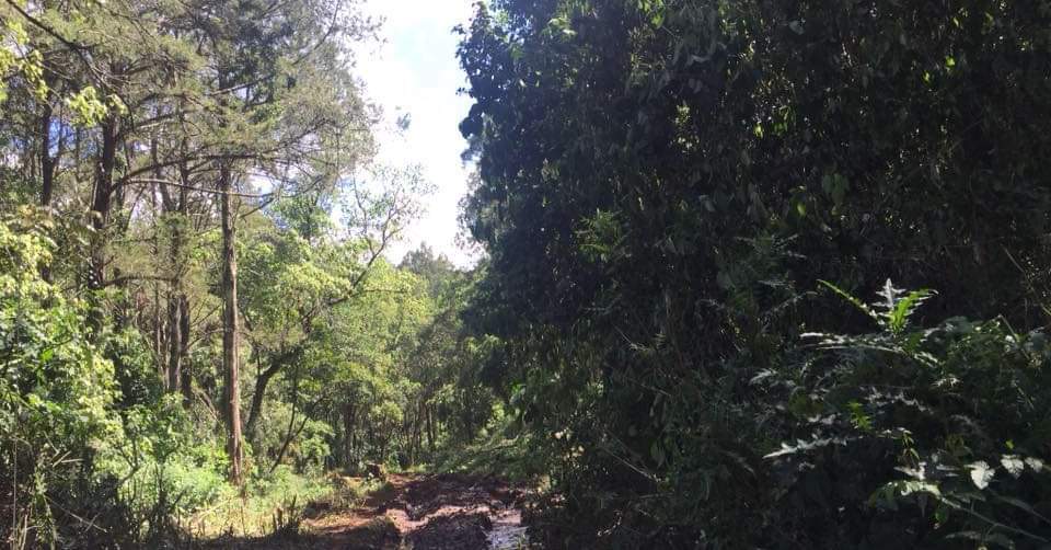Lembus Forest-非行家旅行-Africa Wild Wander