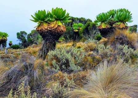 Meru County（梅鲁县）-非行家旅行-Africa Wild Wander