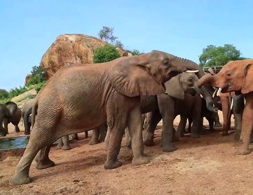 Ithumba Elephant Nursery（Tsavo East / 野生动物）