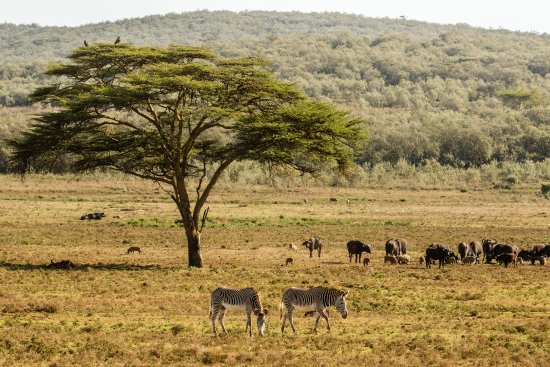 肯尼亚 Safari 传统与旅游遗产-非行家旅行-Africa Wild Wander