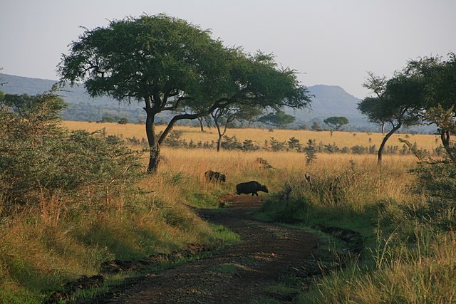 Lambwe Valley（水系 / 湖泊 / 海岸）-非行家旅行-Africa Wild Wander