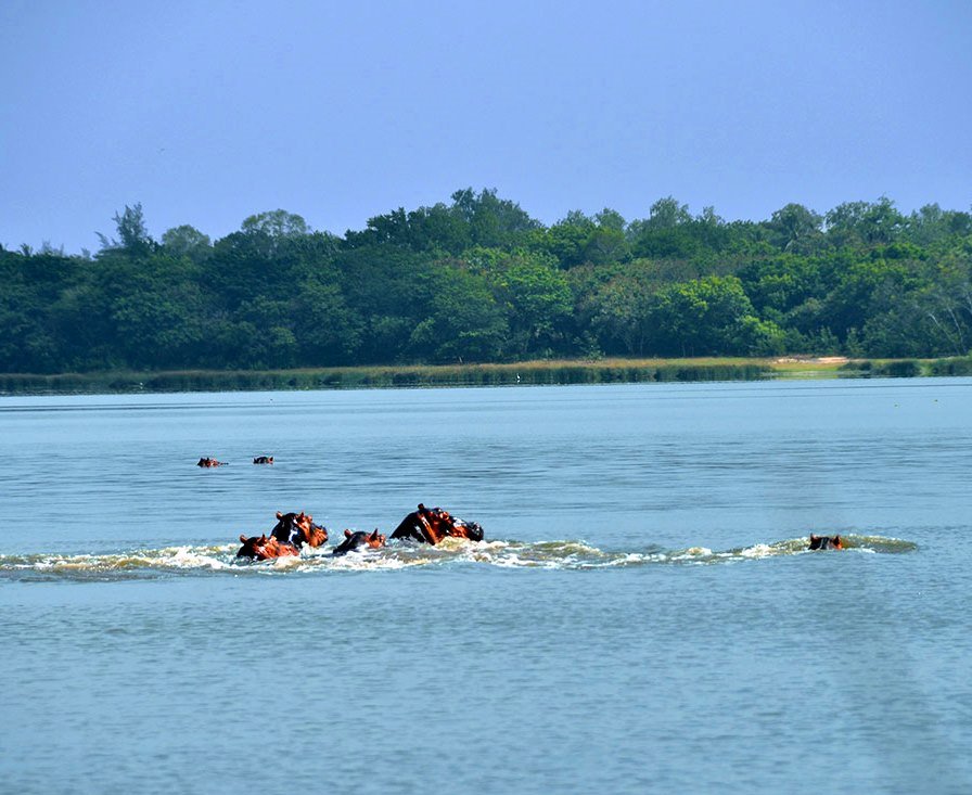 Lake Kenyatta（水系 / 红树林）-非行家旅行-Africa Wild Wander