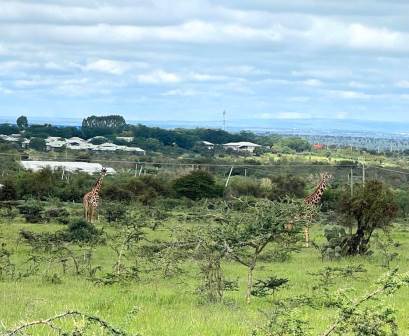 Athi Kapiti Conservancy（Athi-Kapiti / Lukenya 生态）-非行家旅行-Africa Wild Wander