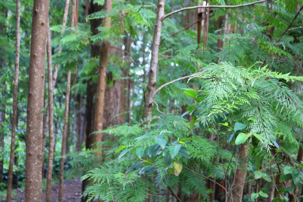 Ngaya Forest（森林 / 水源地）-非行家旅行-Africa Wild Wander