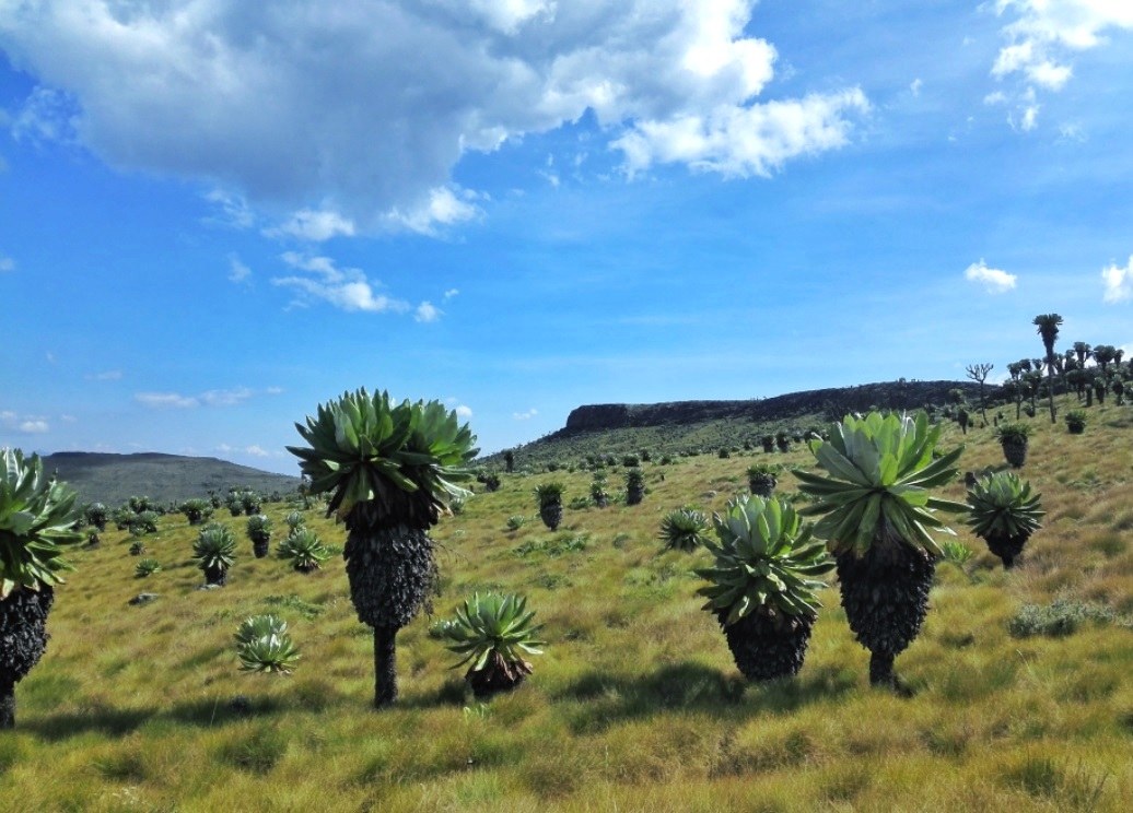 Rurimeria Hill Trail（鲁里梅里亚山徒步）-非行家旅行-Africa Wild Wander
