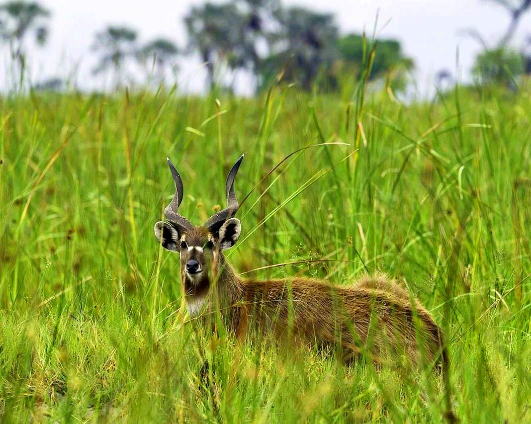 Kingwal Swamp（金瓦尔湿地）-非行家旅行-Africa Wild Wander