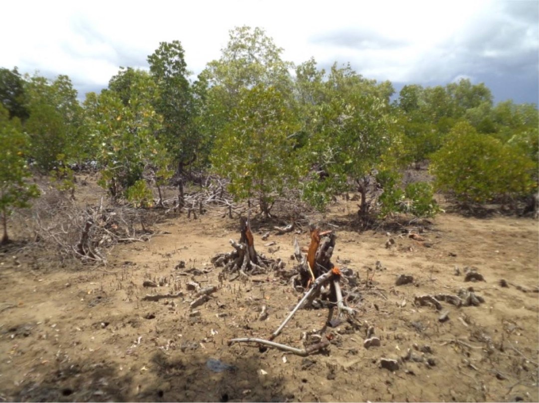 Hurumuzi Ruins（斯瓦希里遗产 / 文化景观）-非行家旅行-Africa Wild Wander