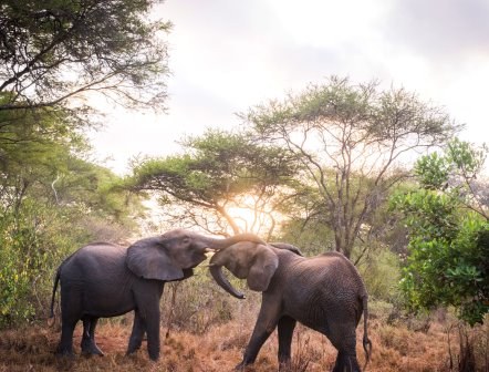 Kibwezi Forest（基布韦齐森林）-非行家旅行-Africa Wild Wander