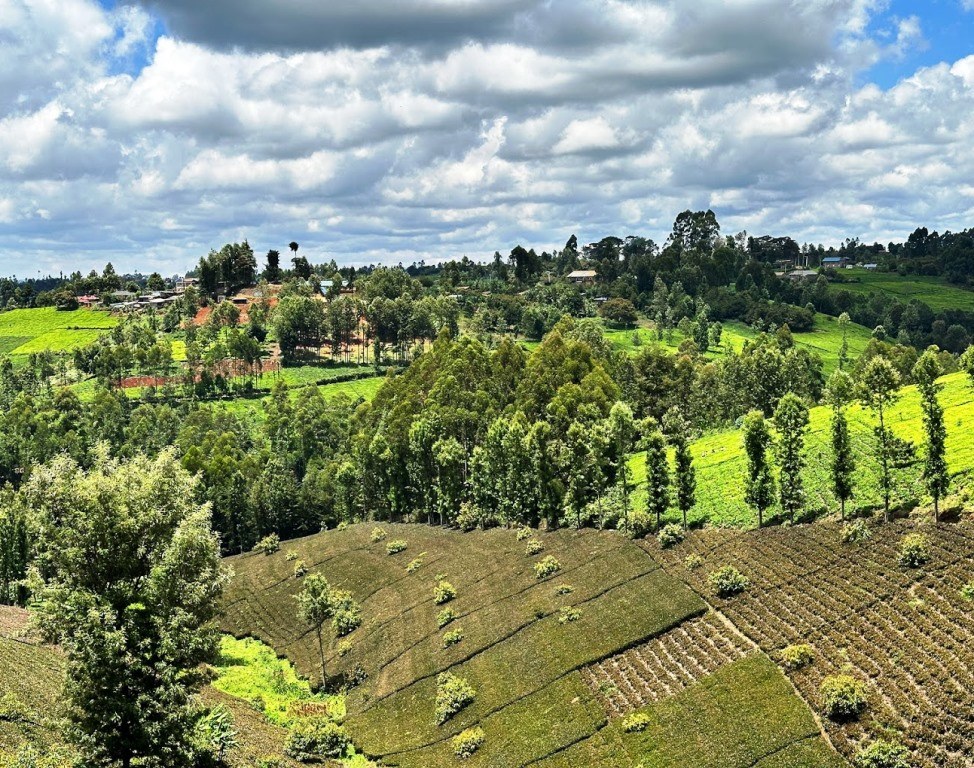 Gatura Greens Farm（加图拉紫茶农场）-非行家旅行-Africa Wild Wander