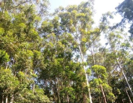 Nyaandui Forest（尼安杜伊森林）-非行家旅行-Africa Wild Wander