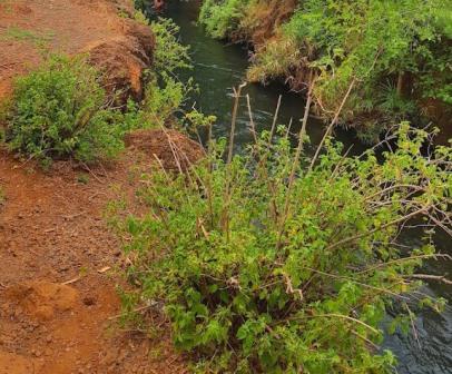 Njoro Springs（湖泊 / 泉水 / 湿地）-非行家旅行-Africa Wild Wander
