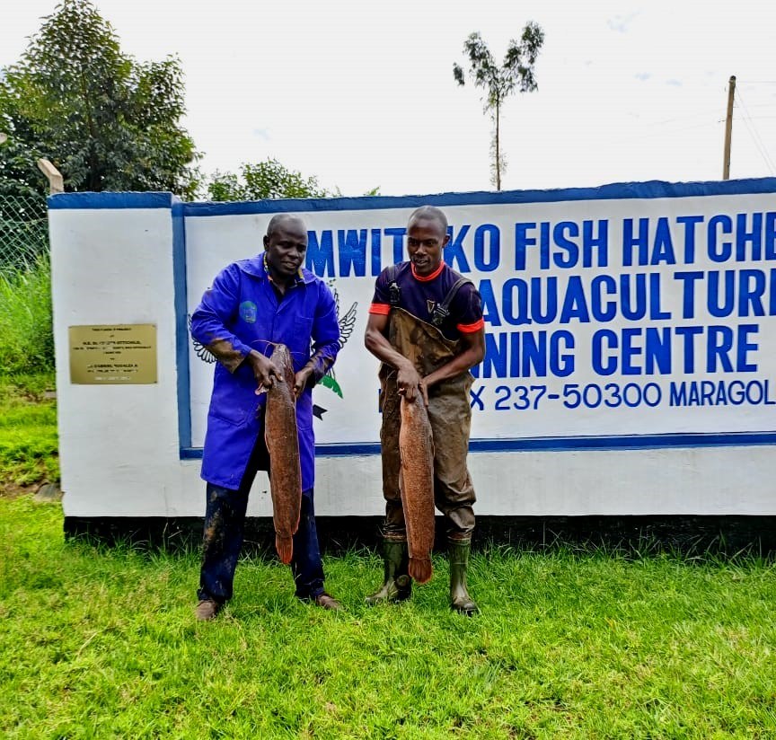 Mwitoko Fish Farm（姆维托科鱼场）-非行家旅行-Africa Wild Wander