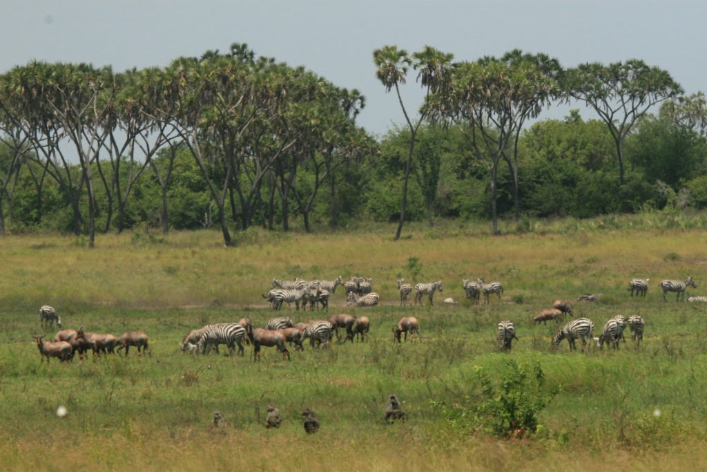Kipini Conservancy（水系 / 湖泊 / 海岸）-非行家旅行-Africa Wild Wander