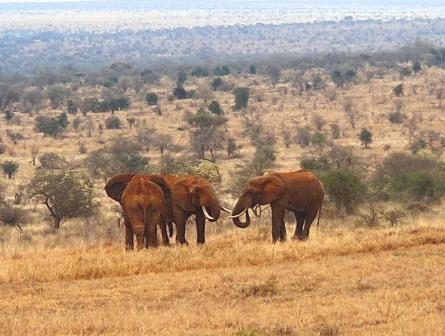 Lualenyi Camp（保护地 / 私营保护区）-非行家旅行-Africa Wild Wander
