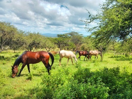 Kilima Kiu Manor（住宿 / 公路中转）-非行家旅行-Africa Wild Wander