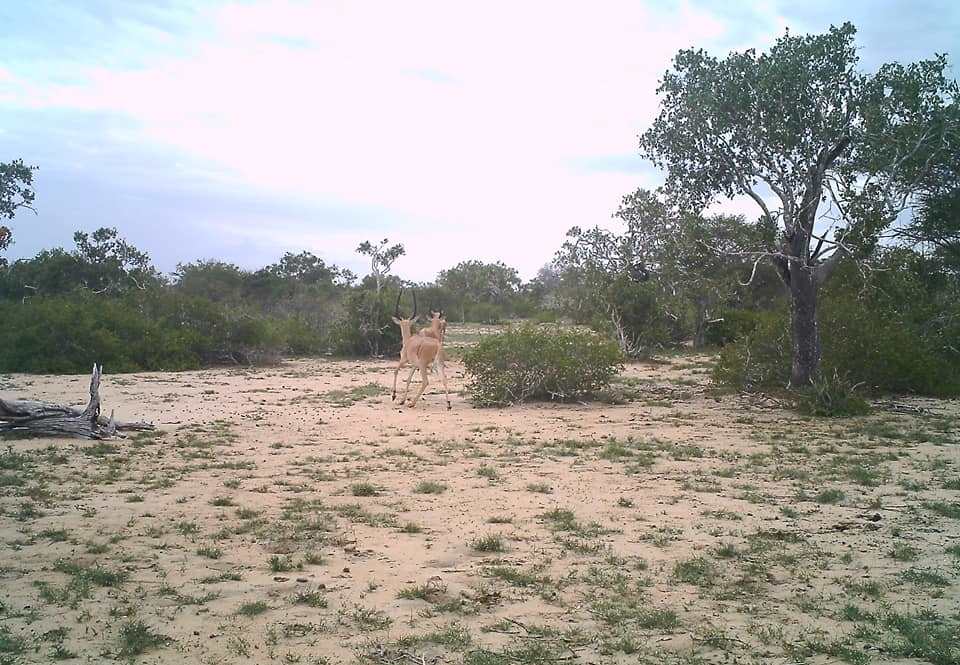 Lake Ishaqbini（水系 / 湖泊 / 海岸）-非行家旅行-Africa Wild Wander