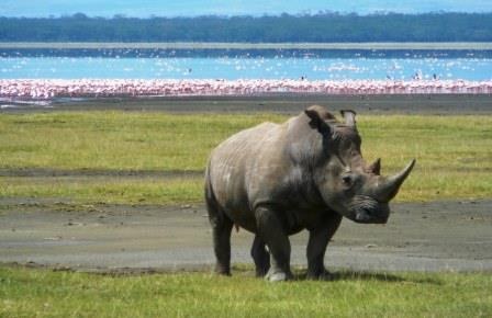 Amboseli National Park, Meru National Park, Marsabit Park, Sibiloi National Park, Lake Nakuru National Park（水系 / 湖泊 / 海岸）-非行家旅行-Africa Wild Wander