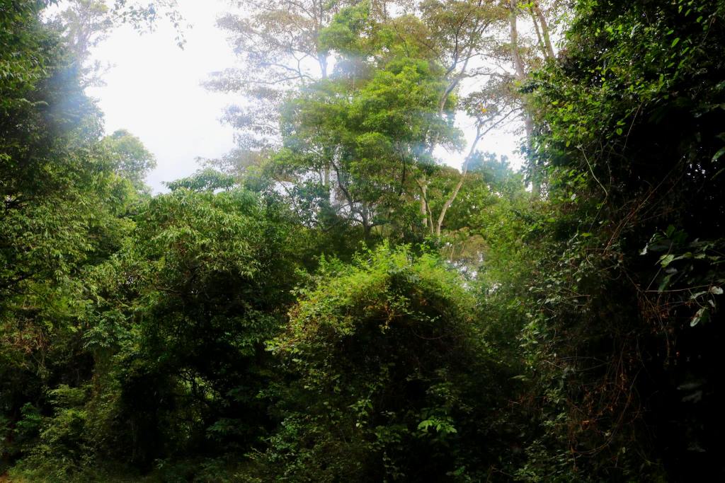 Ngaya Forest（森林 / 水源地）-非行家旅行-Africa Wild Wander