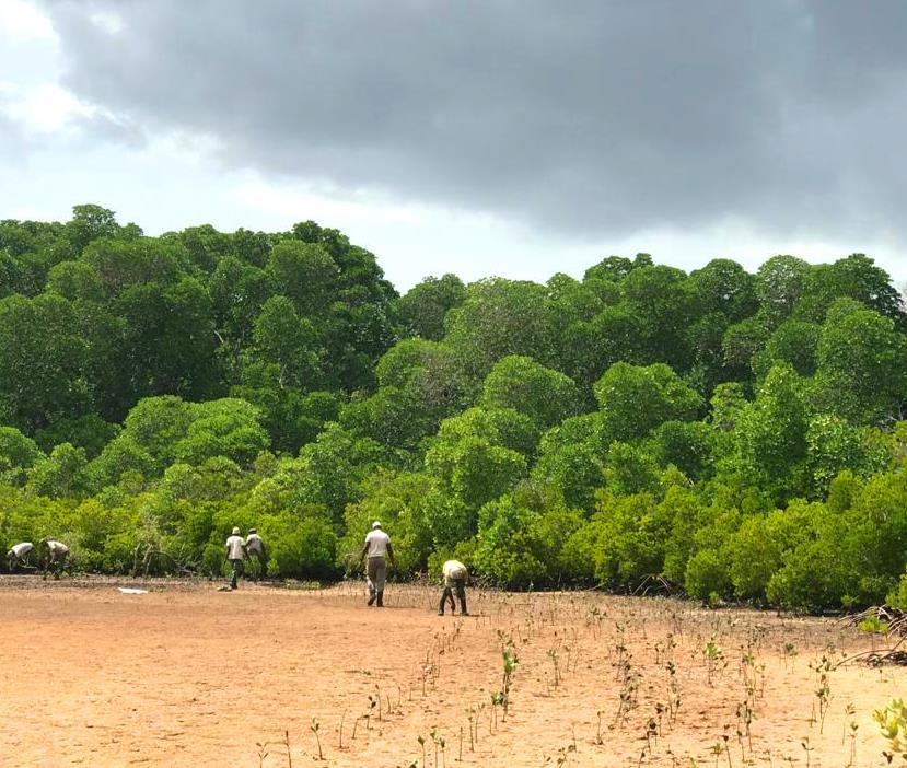 Witu Forest Reserve（保护区 / 海岸生态）-非行家旅行-Africa Wild Wander