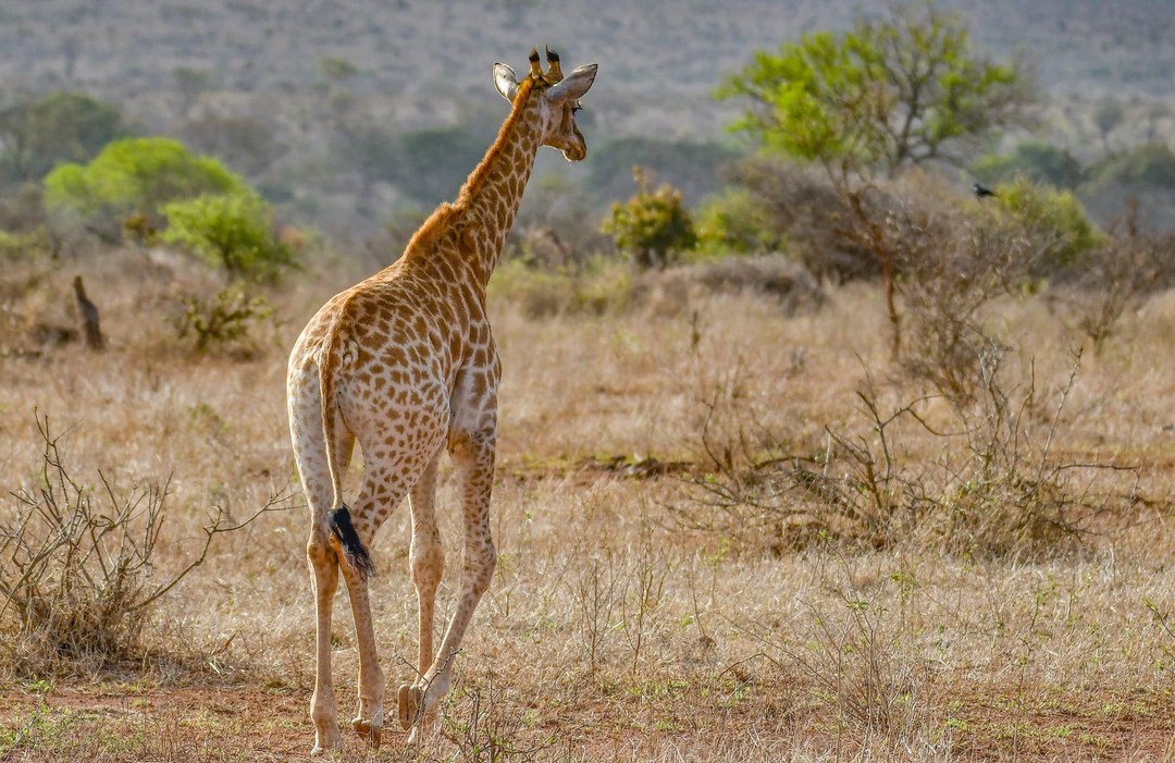 Garissa County（加里萨县）-非行家旅行-Africa Wild Wander