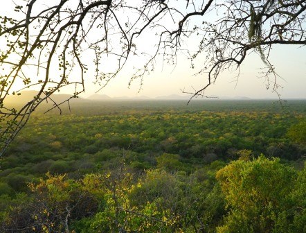 Kibwezi Forest（基布韦齐森林）-非行家旅行-Africa Wild Wander
