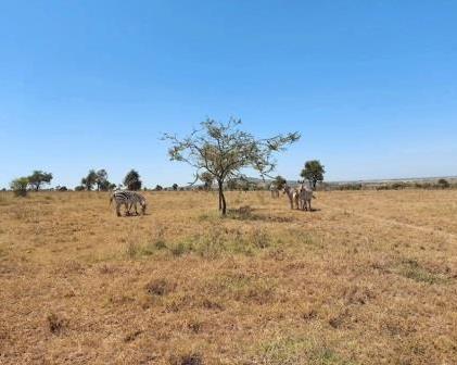 Amazing Kenya Retreat（住宿休闲 / 周末度假）-非行家旅行-Africa Wild Wander