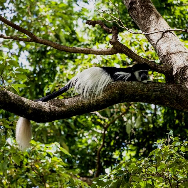 Kaimosi Forest(凯莫西森林)-非行家旅行-Africa Wild Wander