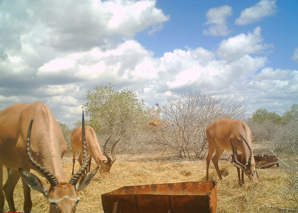 Ishaqbini Hirola Conservancy（自然景观 / 徒步）-非行家旅行-Africa Wild Wander