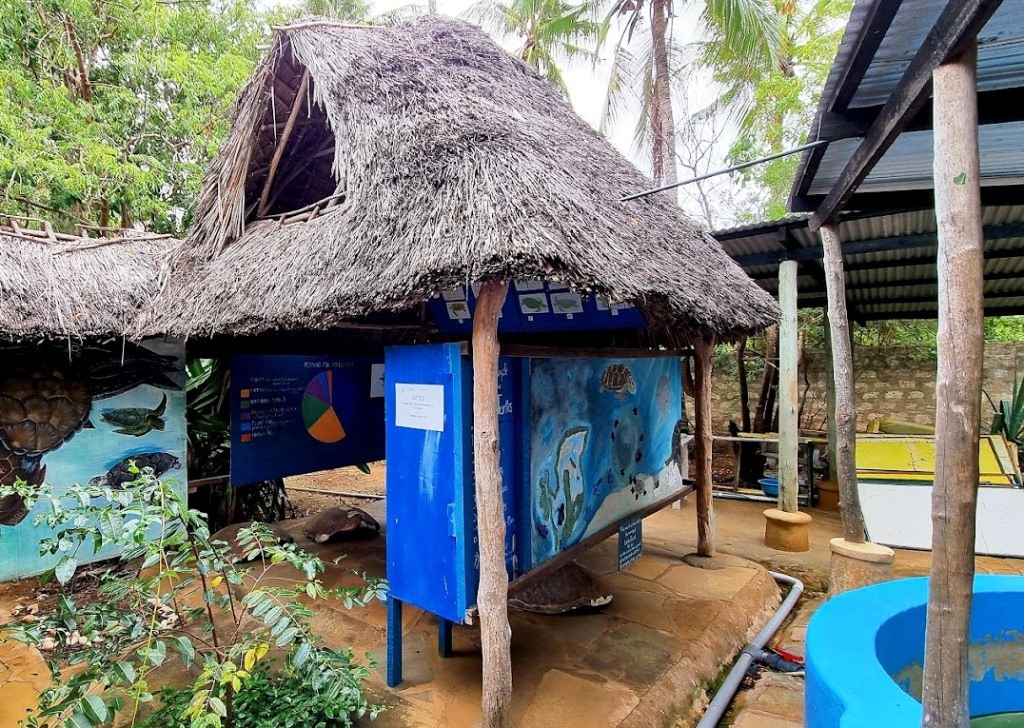 Local Ocean Conservation（国家公园 / 保护区 / Safari）-非行家旅行-Africa Wild Wander