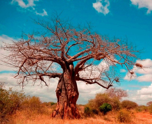 The Sniper Tree（一战遗址 / 纪念地）-非行家旅行-Africa Wild Wander