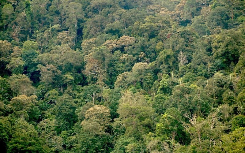 Kirimiri Forest（自然景观 / 徒步）-非行家旅行-Africa Wild Wander