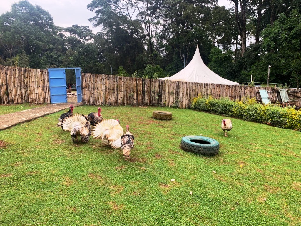 Magnum Resort（马格南度假村）-非行家旅行-Africa Wild Wander
