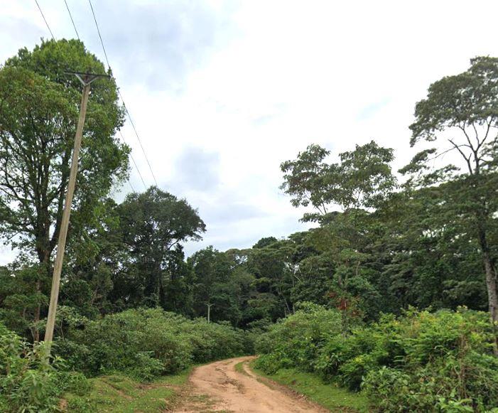 South Nandi Forest（南南迪森林）-非行家旅行-Africa Wild Wander