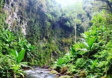 Giitune Forest(森林 / 水源地)-非行家旅行-Africa Wild Wander