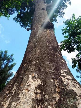 Mutunguruni Tree（穆通古鲁尼古树）-非行家旅行-Africa Wild Wander