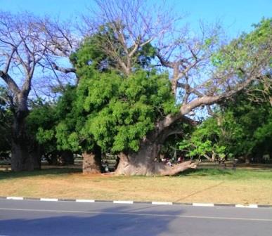 Mama Ngina Waterfront Park（Mama Ngina 海滨公园）-非行家旅行-Africa Wild Wander