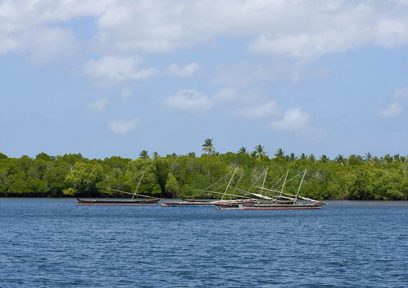 Mangrove Forests（保护区 / 海岸生态）-非行家旅行-Africa Wild Wander