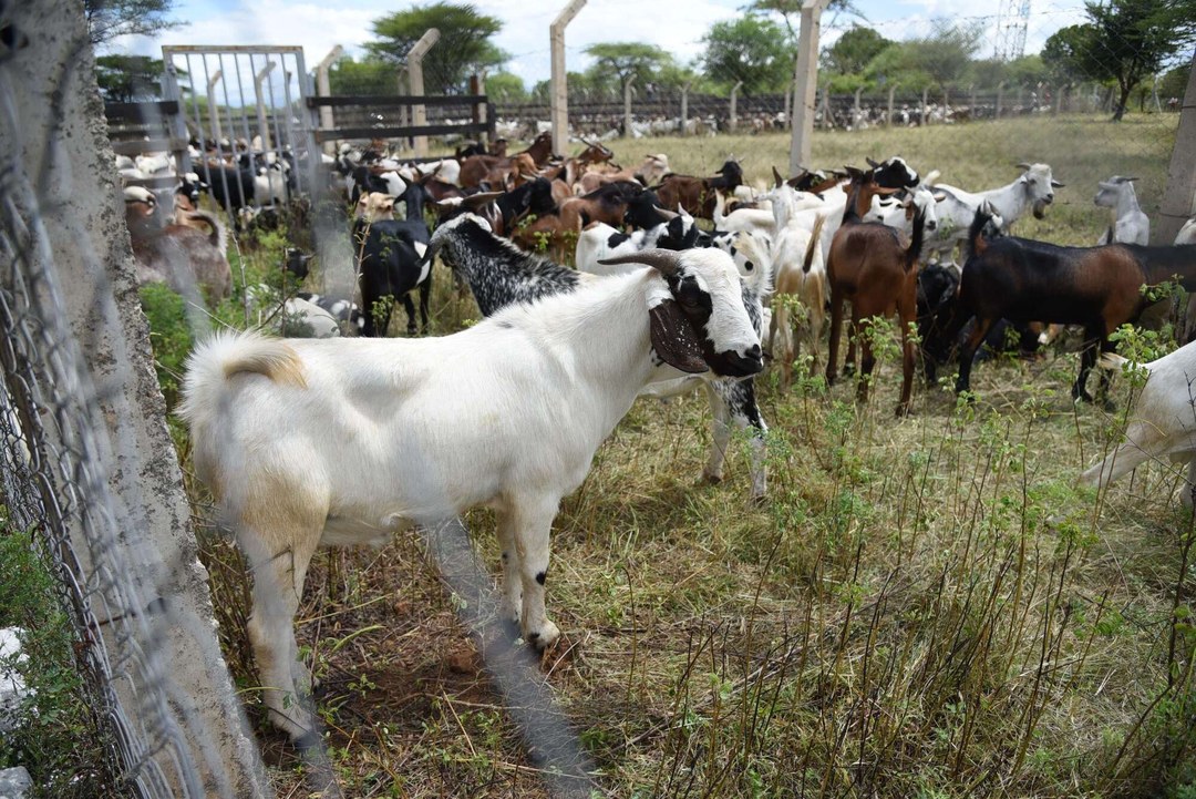 Kimalel Goat Auction-非行家旅行-Africa Wild Wander