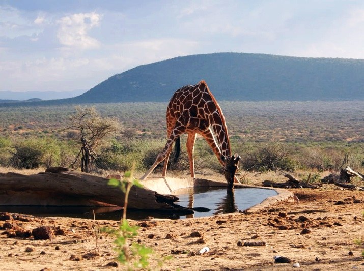 Kalama Conservancy（卡拉马社区保护地）-非行家旅行-Africa Wild Wander
