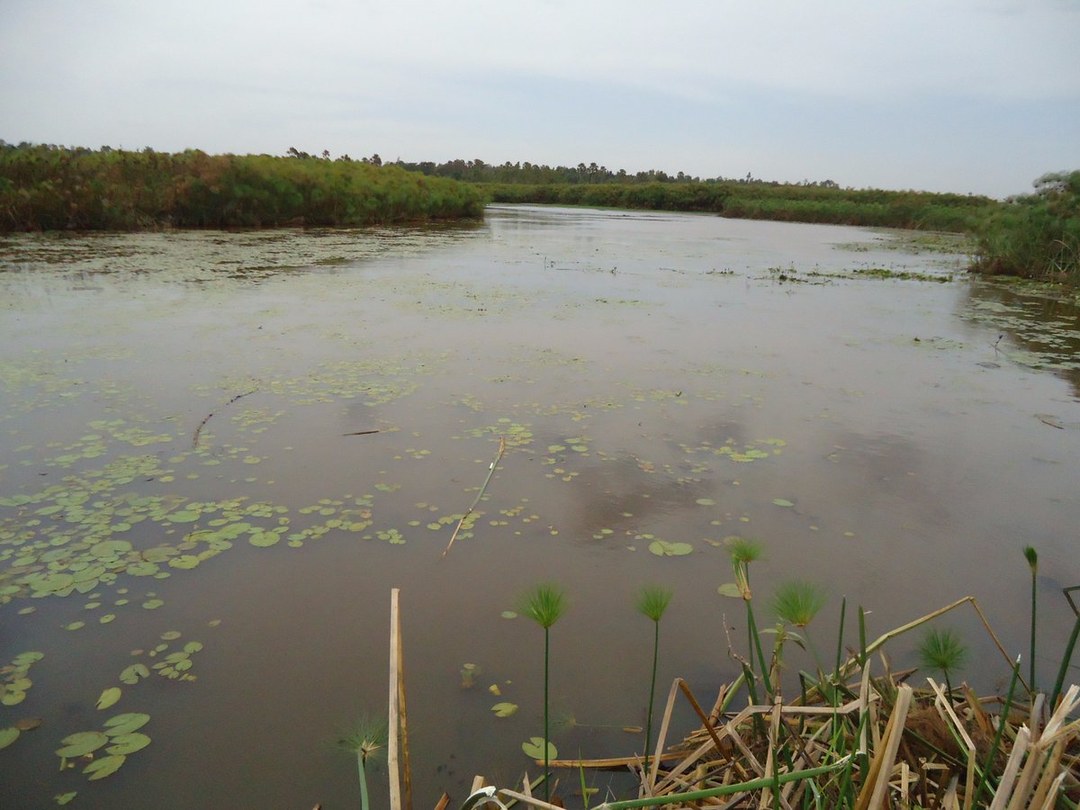 Sio Siteki Swamp（水系 / 湖泊 / 海岸）-非行家旅行-Africa Wild Wander