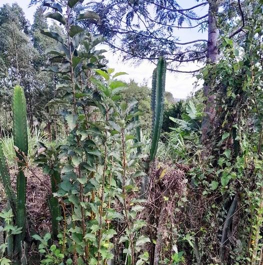 Chebara Irrigation Scheme（县域目的地 / 专题资料）-非行家旅行-Africa Wild Wander