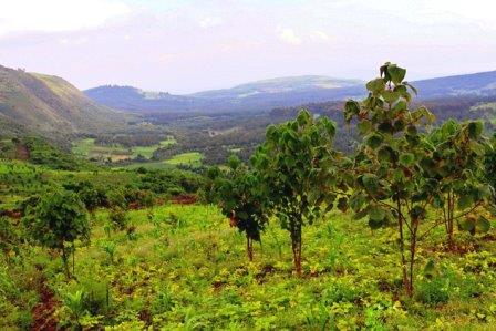 Dundori Forest（森林 / 水源地）-非行家旅行-Africa Wild Wander