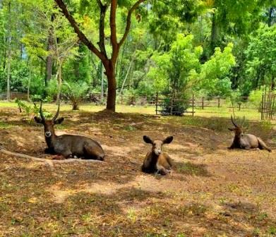 Haller Park Mombasa（蒙巴萨哈勒公园）-非行家旅行-Africa Wild Wander