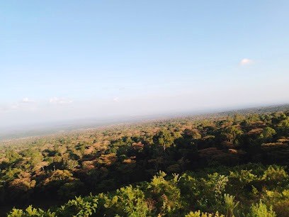 Ngaya Forest（森林 / 水源地）-非行家旅行-Africa Wild Wander