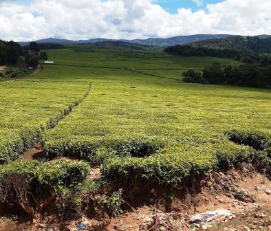 Kapcherop Forest（卡普切罗普森林）-非行家旅行-Africa Wild Wander